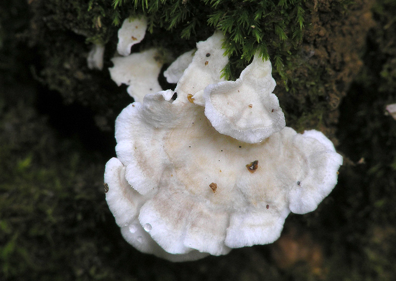 Cyphellostereum laeve